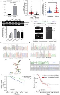 LncRNA NR038975, A Serum-Based Biomarker, Promotes Gastric Tumorigenesis by Interacting With NF90/NF45 Complex